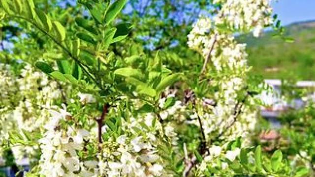 #农村生活 #山村行 #走进彩石街道（374）西丝峪村。春风吹拂百花香，万紫千红映日光。朋友们早上好