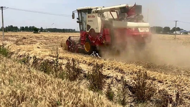 麦子熟了千万次
河南万岁第一次