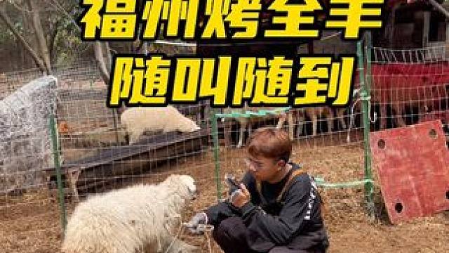 一只烤全羊适合多少人吃#上门烤全羊 #同城美食 #流动烤全羊 #烤全羊 #团建