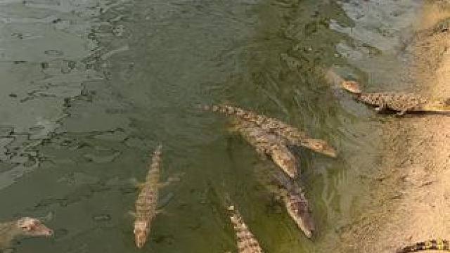 养殖鳄鱼就和养猪一样……唯一不同的就是养殖鳄鱼风险比养猪小的多的多#鳄鱼养殖场 #鳄鱼