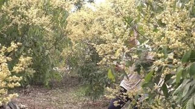 油炸臭屁虫 #农村美食记录生活 #东南亚美食 #野生动物零距离 #粗茶淡饭吃起香农村生活 #我的乡村