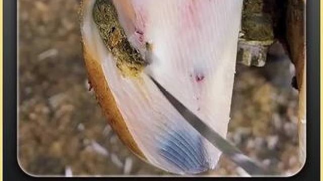 牛蹄不对劲，原来是又被卡进了石头里 #解压 #修蹄 #助眠 #强迫症 #极度舒适