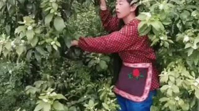 山卡卡里的农村大姐学费了开直播每天收获满满您还在恐播怕播吗 #记录真实生活 #农村生活 #抖膏助农#