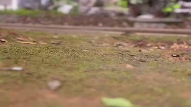 弹弓射击全网第一1️⃣