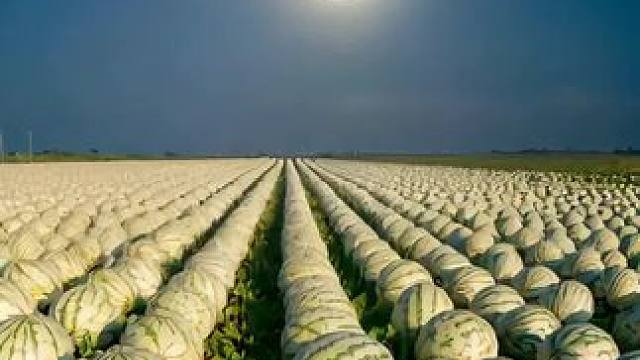 #西瓜原产地 #西瓜 #西瓜真甜 #可遇不可求