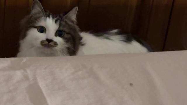 搬了个家，关系最好的两只小猫互相不认识了