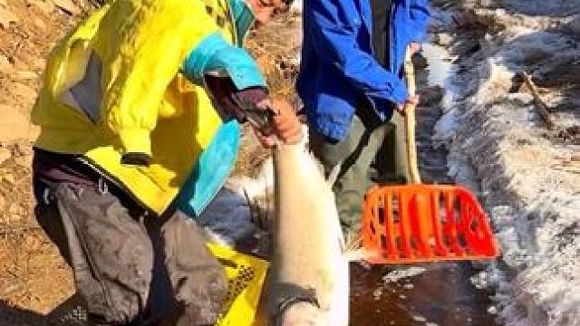 #户外捕鱼 #好大一条鱼