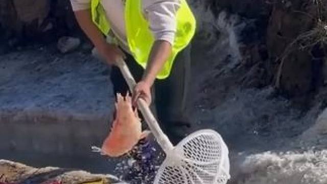 #捕鱼达人 #户外捕鱼