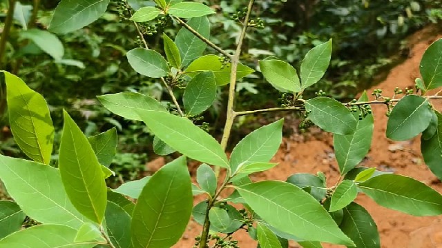 寻点野味吃吃吧