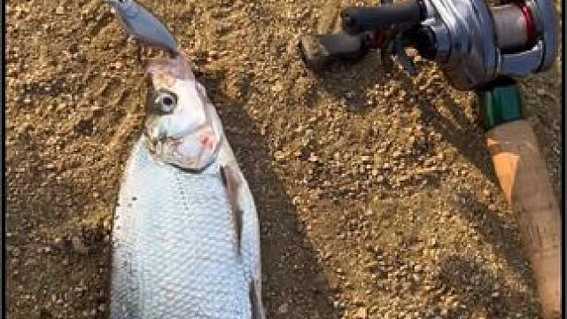 水面王者水面拖拉机，路亚老手不会告诉你的，每年拖拉机销量都居高不下你知道是为什么吗/#路亚 #路亚假