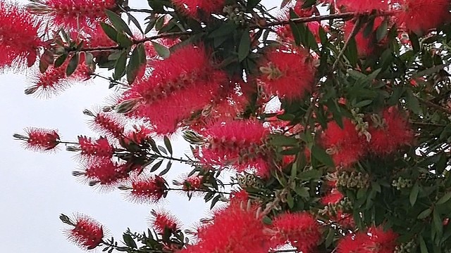 马桶刷挂满树？金州公园千层热烈开放