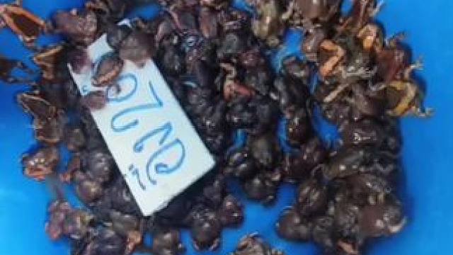 泰国大补林蛙 #东南亚美食 #农村美食记录生活 #记录农村生活大山里的生活 #原生态原滋味 #内容启