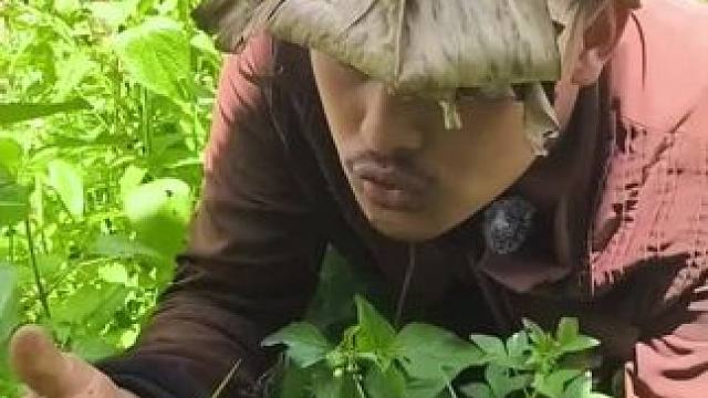 东南亚野菜哥 #农村美食记录生活 #东南亚美食 #记录农村生活大山里的生活 #大山里的美味 #野生动