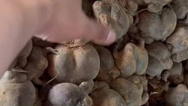 泰国林蛙 #野生动物零距离 #农村美食记录生活 #东南亚美食 #记录农村生活大山里的生活 #我的乡村