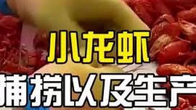 小龙虾是如何加工生产的？ #热点 #美食推荐 #小龙虾 #小龙虾小龙虾吃起来 #妈呀太香了