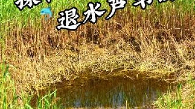 探钓退水芦苇荡 #大牌试用 #老坛甜薯 #真实户外 #钓鱼 #钓鱼日记