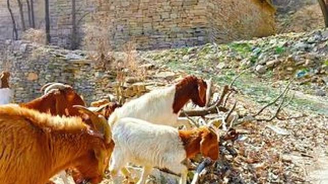 #农村生活 #山村行#走进彩石街道（376）讲书院村的放羊大叔。