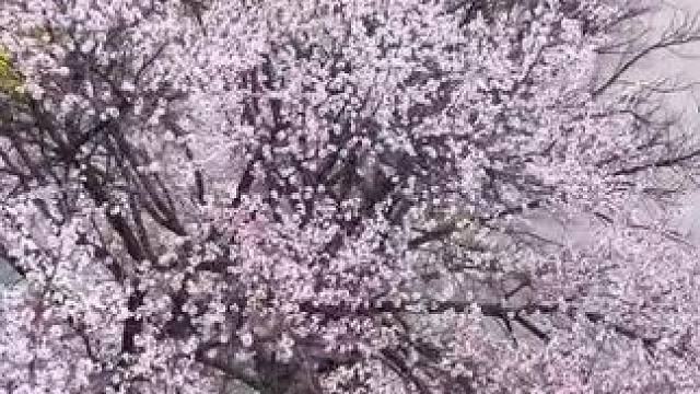 当花瓣悠悠飘落，似是时光写下的温柔诗句，每一片花瓣的轨迹都藏着一个绮丽的梦。来本溪水洞吧，在烂漫花雨