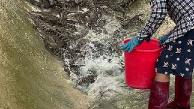 意不意外……惊不惊喜#鳄鱼