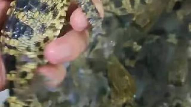 #养龟日常分享 #创作者中心 #创作灵感 #人工养殖鳄鱼