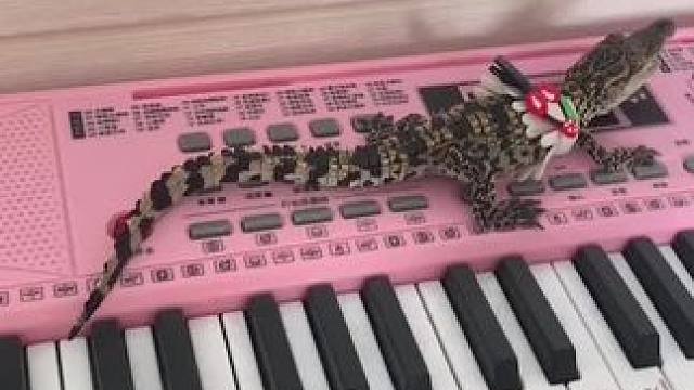 #奇妙的动物 #日常练琴记录成长 #小鳄鱼