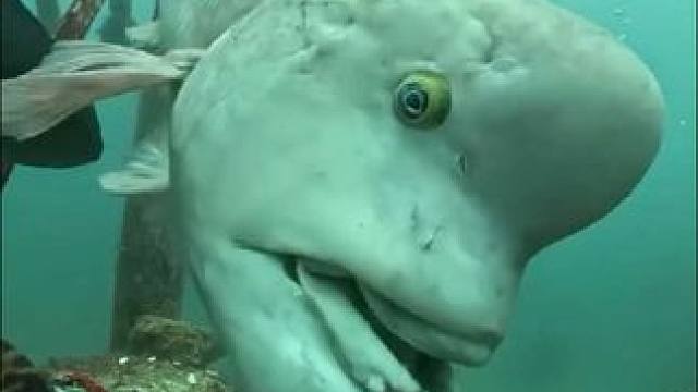 跟着我的第一视角，开启海底世界的探险之旅#第一视觉看海底捕鱼 #海底世界 #水下绝美瞬间 #沉浸式赶