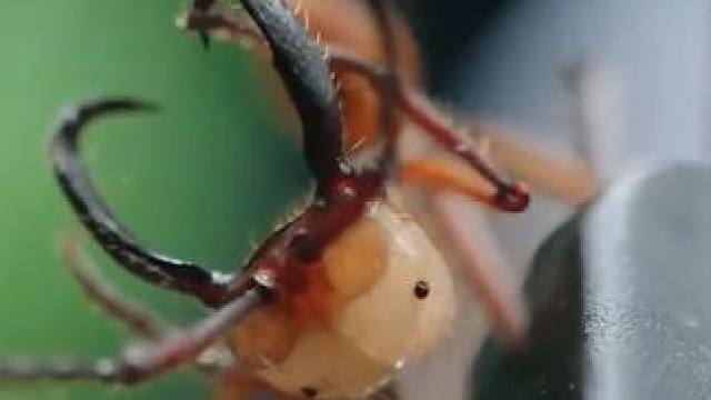 就这些玩意跳到我身上，我保证能从湖南跳到湖北…  #自然奇境科普季   #春日