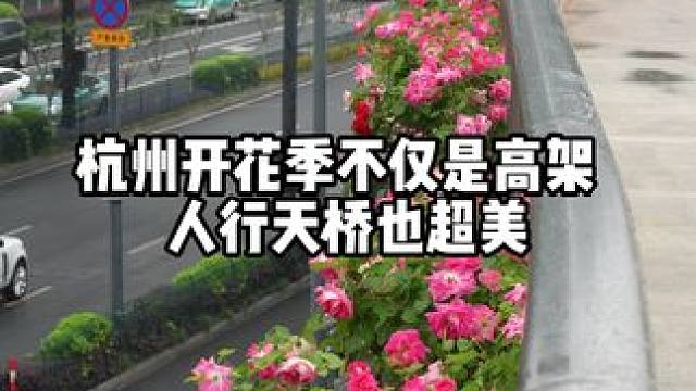 不仅是高架！杭州开花季人行天桥月季盛开 不仅是高架！杭州开花季人行天桥月季盛开，好看还能停下来拍照，