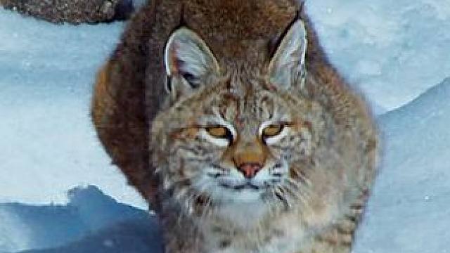 《捕猎高手短尾猫》#野生动物 #动物世界 #内容启发搜索 #纪录片