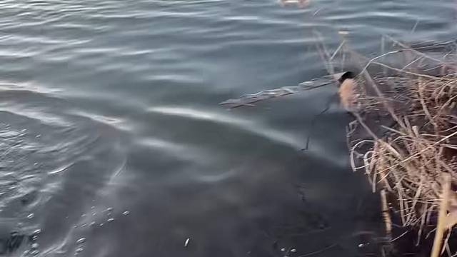 #户外捕鱼 #真实户外 #河边随拍 #现场实拍