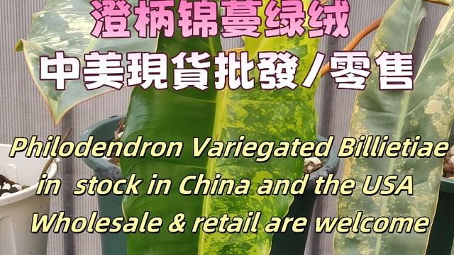 澄柄锦蔓绿绒 中美現貨