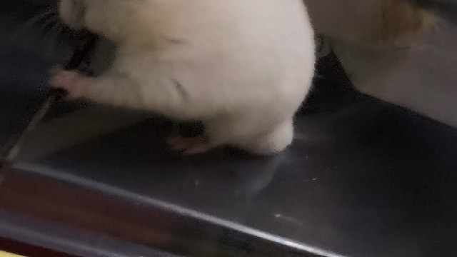 云云出来啃根棍子。