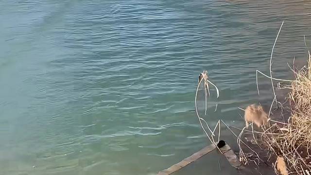 #户外捕鱼 #河边随拍 #真实户外 #现场实拍