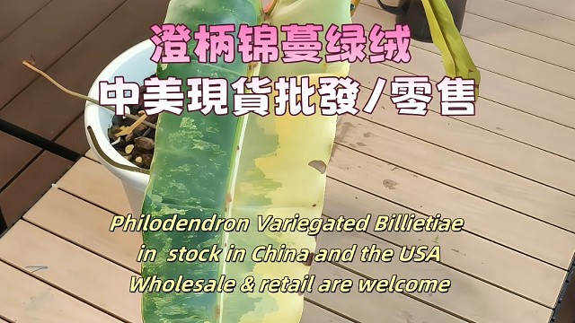 澄柄锦蔓绿绒 中美現貨