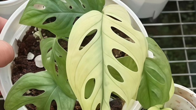 仙洞龟背竹 中美現货 
Monstera Friedrichsthalii in  stock