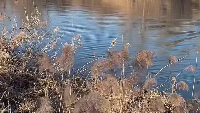 #户外捕鱼 #真实户外 #现场实拍 #河边随拍