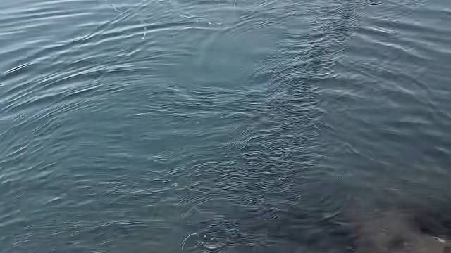 #户外捕鱼 #真实户外 #现场实拍 #河边随拍 #今天的收获