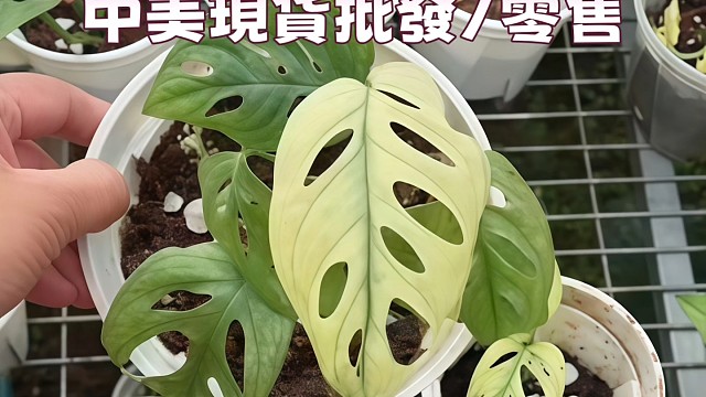 仙洞龟背竹 中美現货 
Monstera Friedrichsthalii in  stock