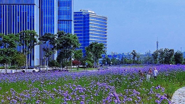 免费马鞭草，五一节的快乐是拍花拍美照遛娃