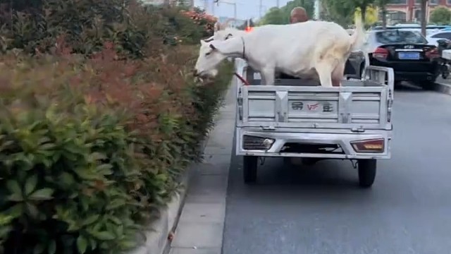 绿化带修剪师与他的两个徒弟