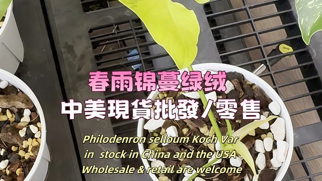 Philodenron selloum Koch Var