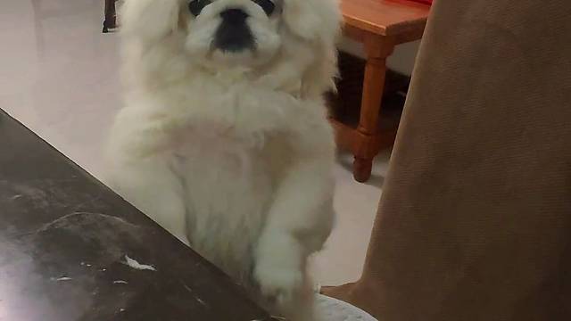 损爸的迷惑行为