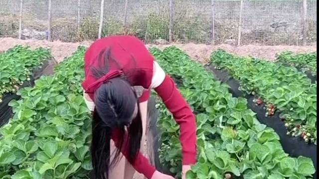 摘草莓
