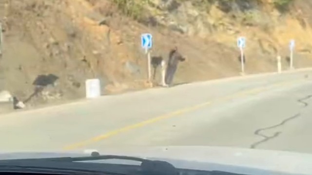 对着吹口哨就不会咬了