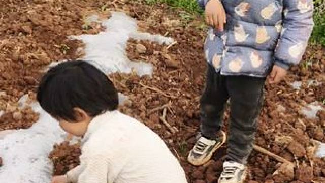 带老大老二来地里干活。#记录我的农村生活