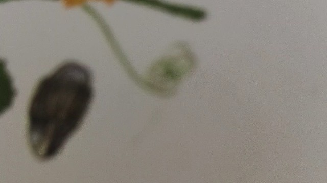 浅唱一下
