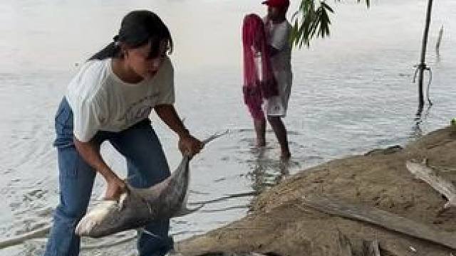 东南亚 户外野餐 #年年有大鱼 #杀鱼技术 #捕鱼达人 #胖头鱼 #大头鱼