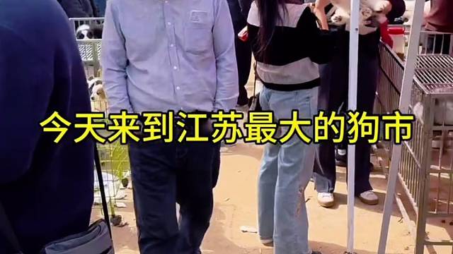 江苏 最大狗市