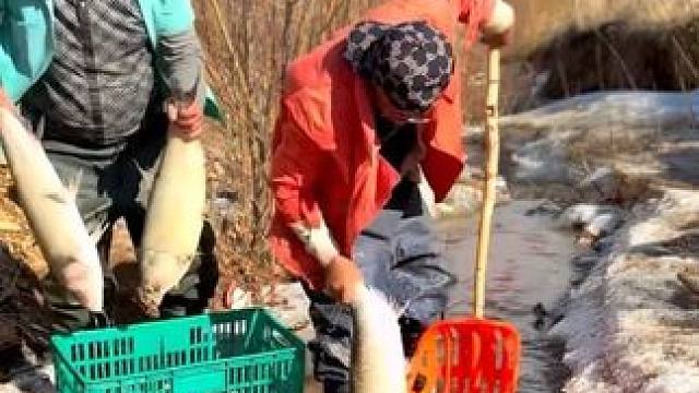 #捕鱼达人 #年年有大鱼