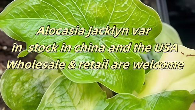杰克林海芋锦幼苗 中美現貨批發/零售 
Alocasia Jacklyn var seedings